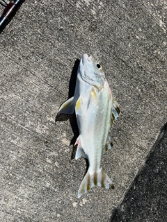 ガーラの釣果