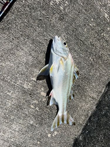 ガーラの釣果