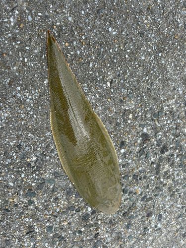 シタビラメの釣果