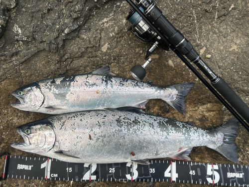 サクラマスの釣果