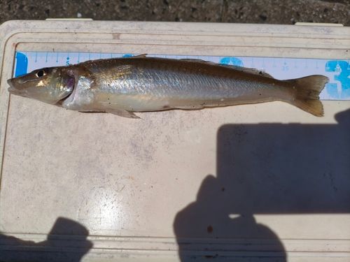 シロギスの釣果