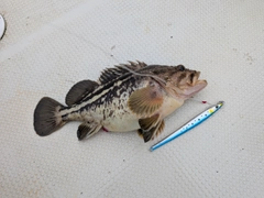 シマゾイの釣果