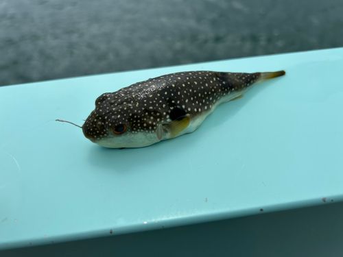 クサフグの釣果