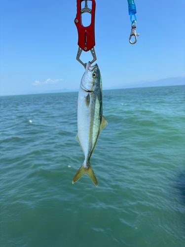 ワカシの釣果