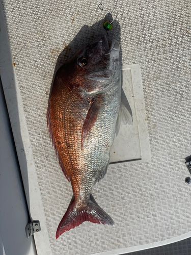 タイの釣果