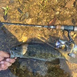 スモールマウスバス