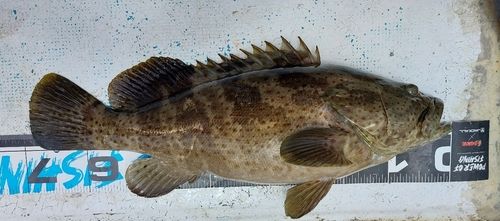 チャイロマルハタ