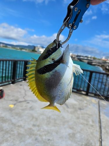アイゴの釣果