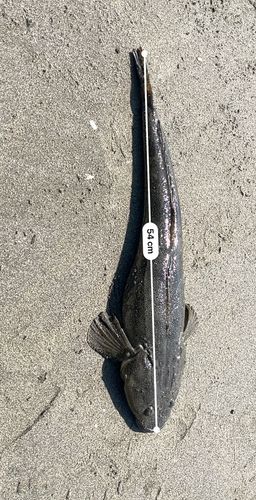 マゴチの釣果