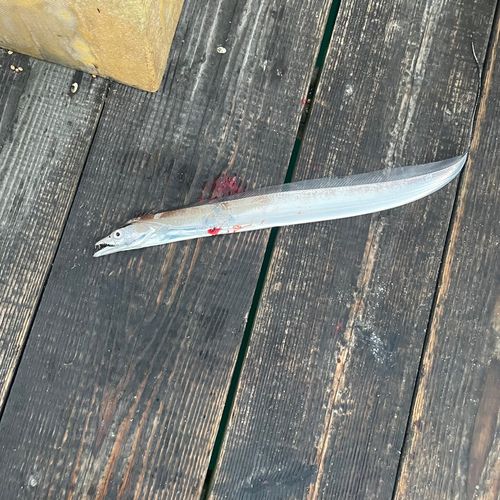 タチウオの釣果