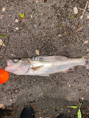 セイゴ（ヒラスズキ）