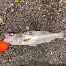 セイゴ（ヒラスズキ）