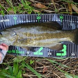 スモールマウスバス