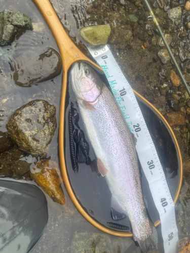 ニジマスの釣果