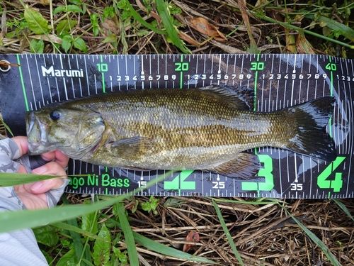 スモールマウスバスの釣果