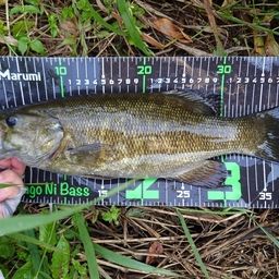 スモールマウスバス