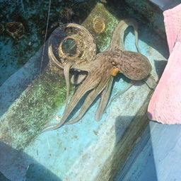 タコ