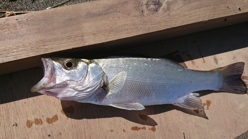 ヒラスズキの釣果