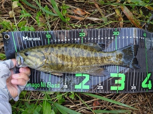 スモールマウスバスの釣果