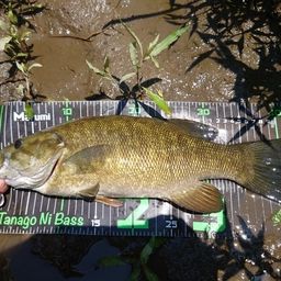 スモールマウスバス