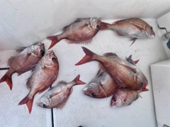 マダイの釣果