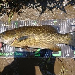 スモールマウスバス