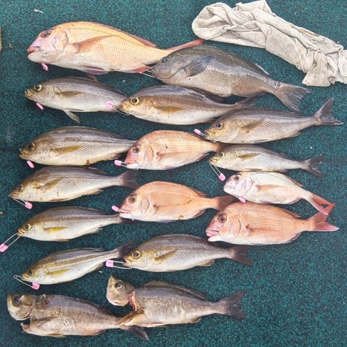 イサキの釣果