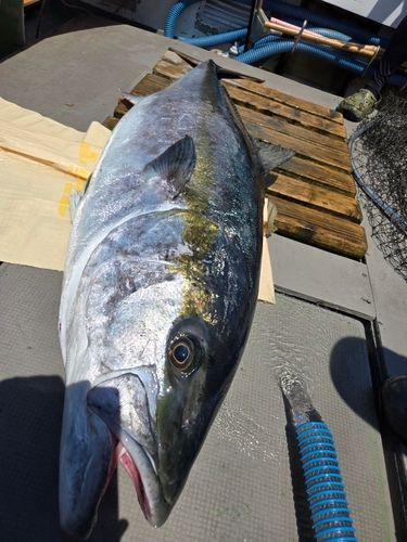 ヒラマサの釣果