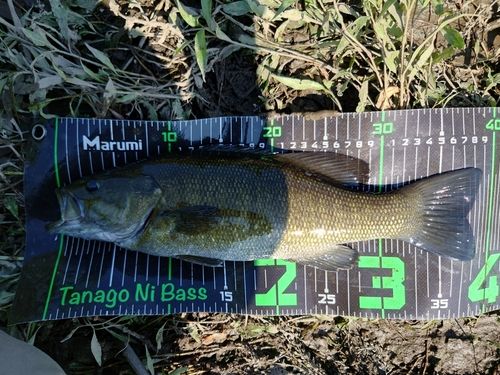 スモールマウスバスの釣果