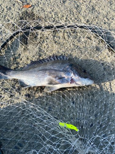 チヌの釣果