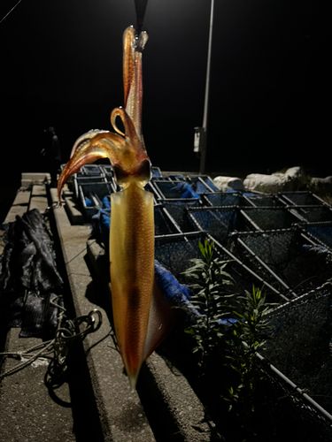 ササイカの釣果