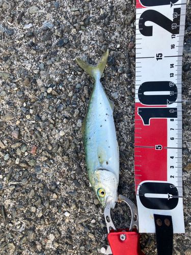 ヒラマサの釣果