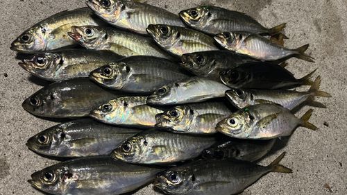 アジの釣果