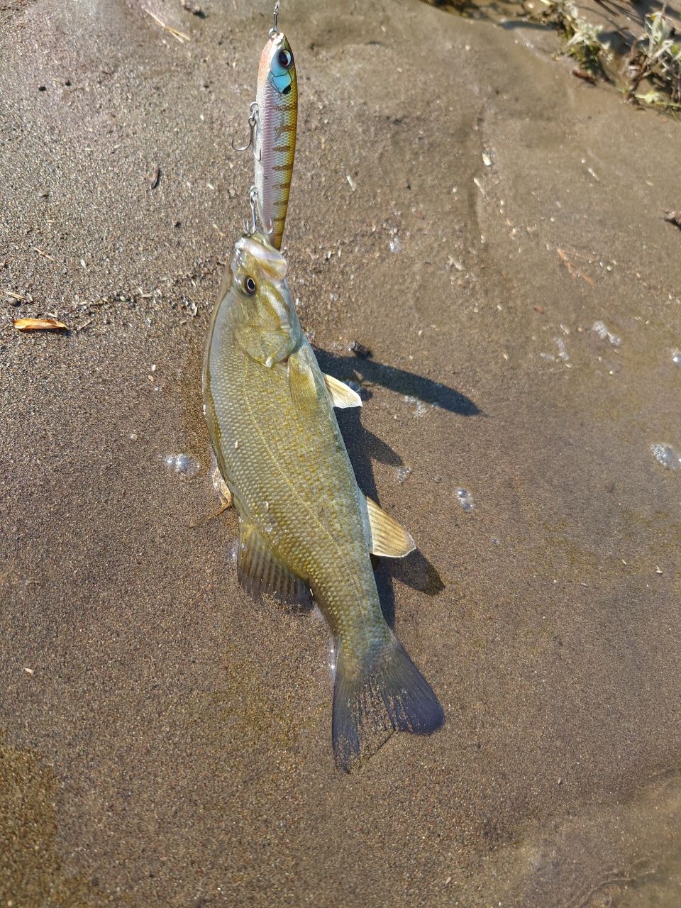 スモールマウスバス