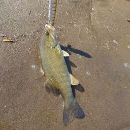 スモールマウスバス