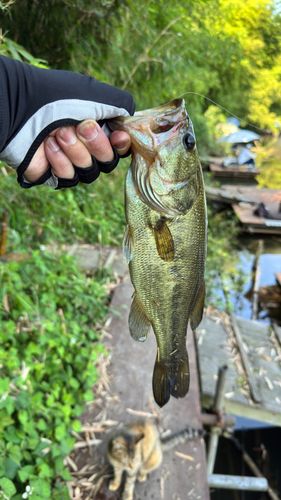 ラージマウスバスの釣果