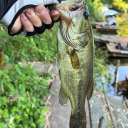 ラージマウスバス