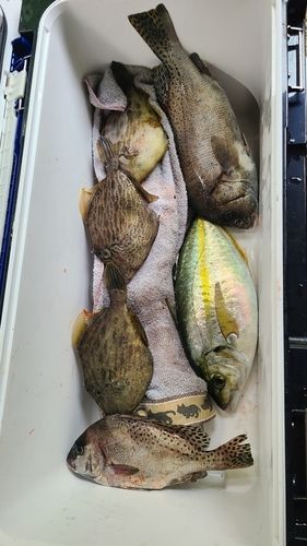 シマアジの釣果