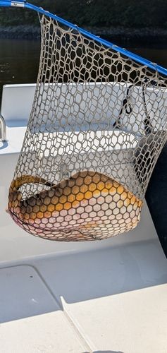 アカエイの釣果