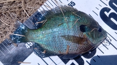 ブルーギルの釣果