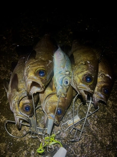 メバルの釣果