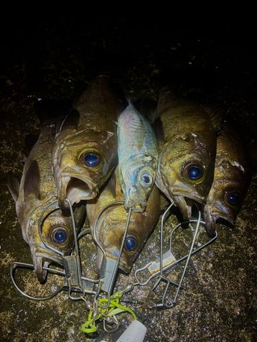 メバルの釣果