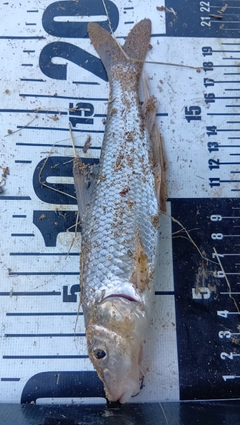ニゴイの釣果