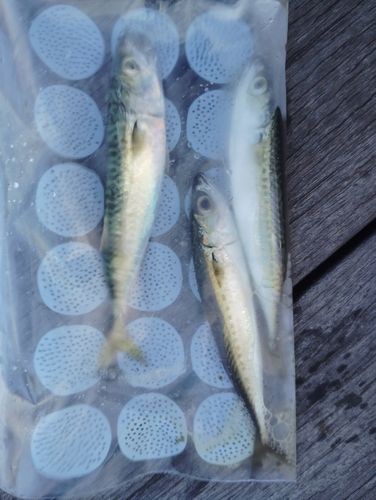 サバの釣果