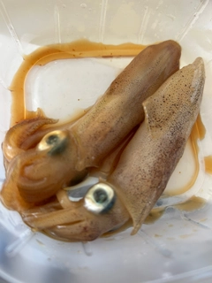 マメイカの釣果