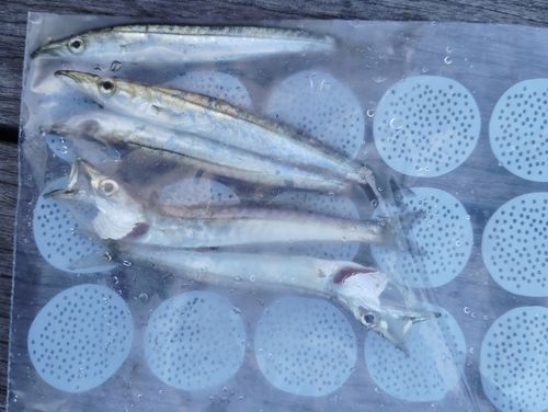 カマスの釣果