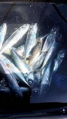 サバの釣果