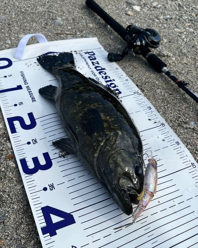 スモールマウスバスの釣果