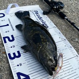 スモールマウスバス