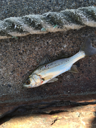 セイゴ（タイリクスズキ）の釣果